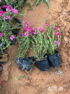 高度15厘米福禄考