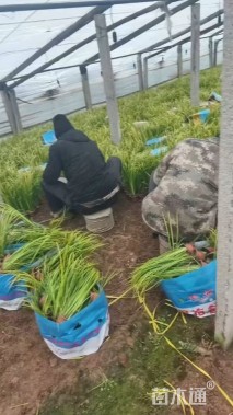 高度50厘米金叶石菖蒲