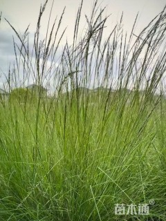 高度60厘米细茎针茅