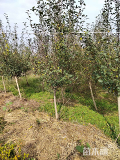 高度180厘米重瓣木槿