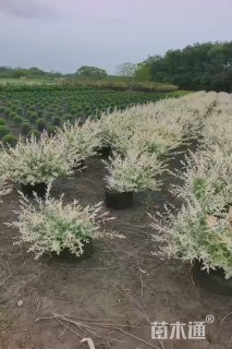高度50厘米杞柳