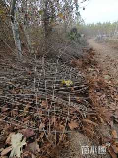 高度120厘米紫穗槐
