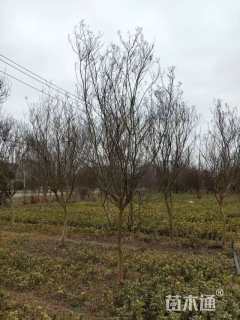 2公分红火箭紫薇