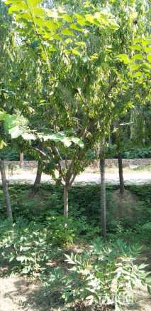 高度300厘米紫荆