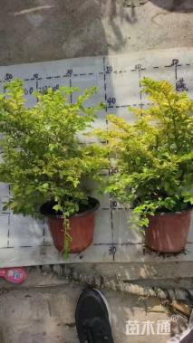 大杯苗亮晶女贞小苗