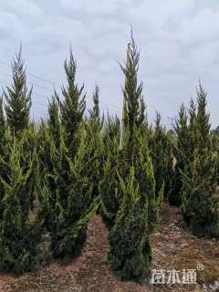 高度250厘米龙柏