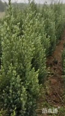 高度80厘米刺柏