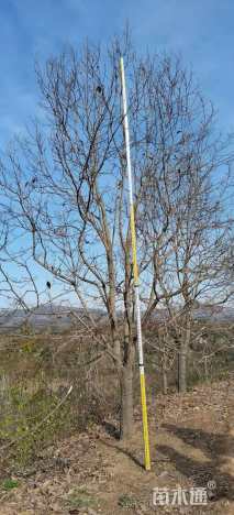 15公分二乔玉兰