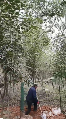 15公分红果冬青