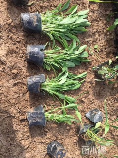 高度10厘米大花金鸡菊