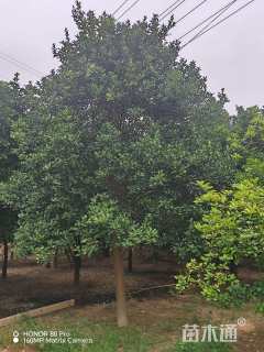 高度500厘米柑橘