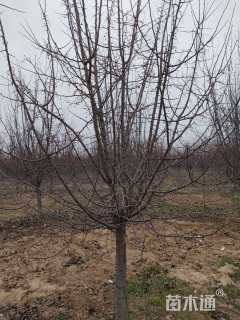 12公分垂丝海棠