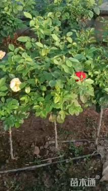 14公分红叶石楠