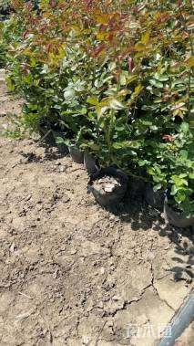 高度20厘米月季小苗