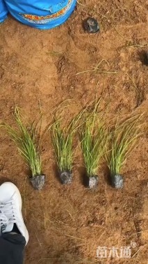 高度80厘米荻草
