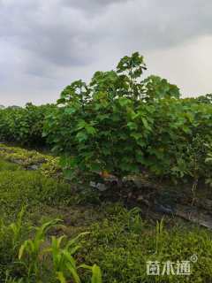 高度120厘米木芙蓉