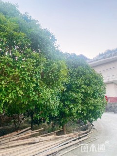 100公分八月桂