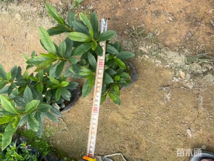 高度25厘米杜鹃