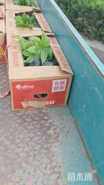 高度50厘米八角金盘