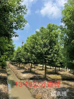 13公分香樟