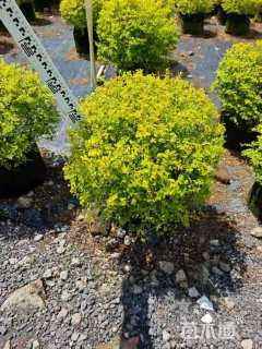 冠幅130厘米亮晶女贞球