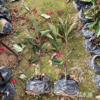 高度20厘米琴叶珊瑚