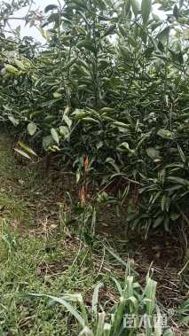 高度100厘米柑橘小苗