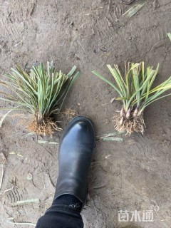 高度15厘米金边麦冬