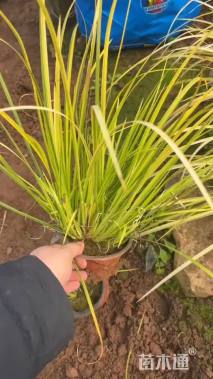 高度40厘米金叶石菖蒲