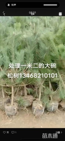 高度120厘米黑松