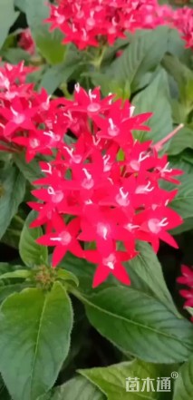 高度30厘米五星花