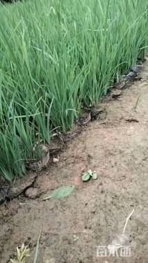 高度25厘米马莲