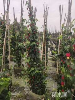 高度70厘米倒挂金钟