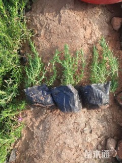 高度20厘米丛生福禄考