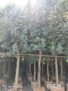 高度400厘米球花石楠