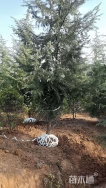 高度200厘米雪松