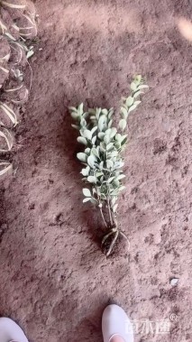 高度40厘米金边黄杨