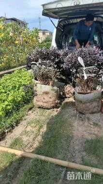 冠幅100厘米红花继木球