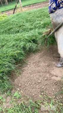 高度15厘米沿阶草