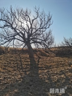 60公分八棱海棠