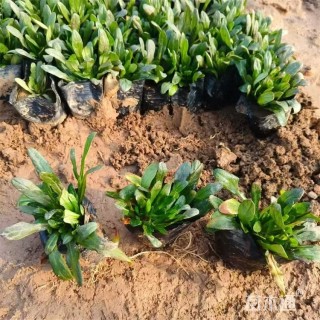 高度22厘米多花筋骨草