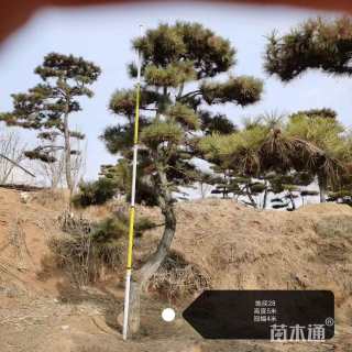 30公分造型松