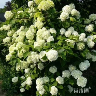 高度150厘米木绣球