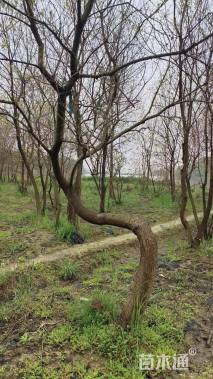 10公分造型乌桕