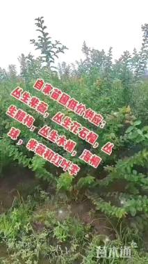 高度180厘米花石榴