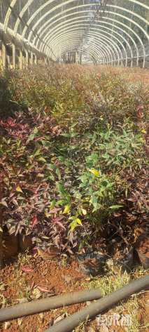 高度30厘米南天竹