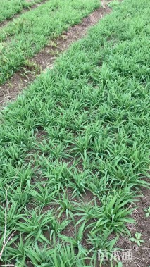 高度10厘米金娃娃萱草