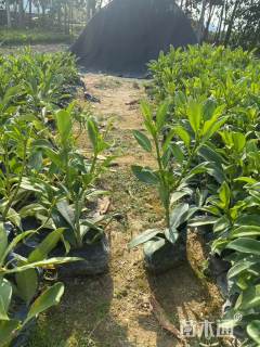 高度30厘米非洲茉莉