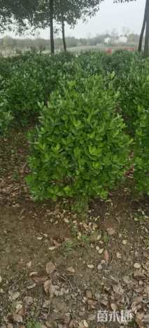 高度50厘米大叶黄杨