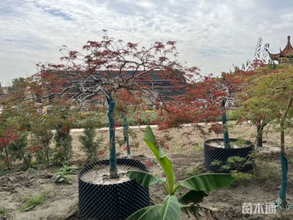 高度150厘米羽毛枫